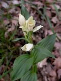 Cephalanthera damasonium